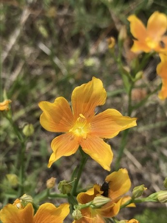 Stiffstem Flax (Linum rigidum)
