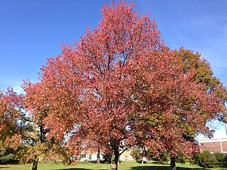 Sweet Gum (Liquidambar styraciflua)