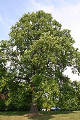 Tulip Poplar (Liriodendron tulipifera)