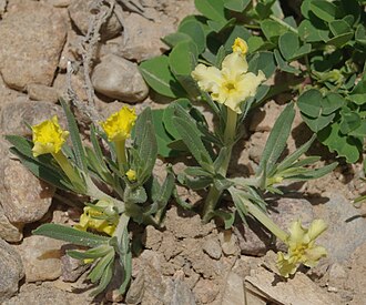 Fringed Puccoon (Lithospermum incisum)