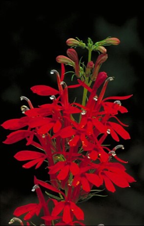 Cardinal Flower (Lobelia cardinalis)