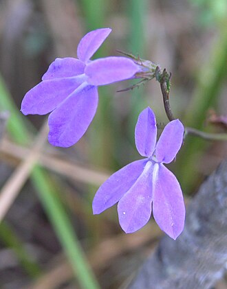Glade Lobelia (Lobelia glandulosa)