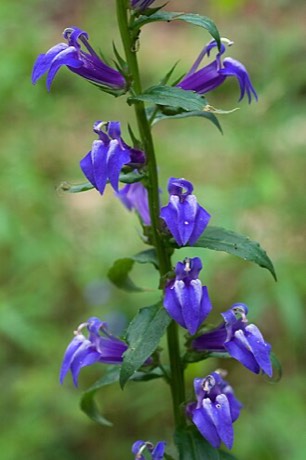 Great Blue Lobelia (Lobelia siphilitica)