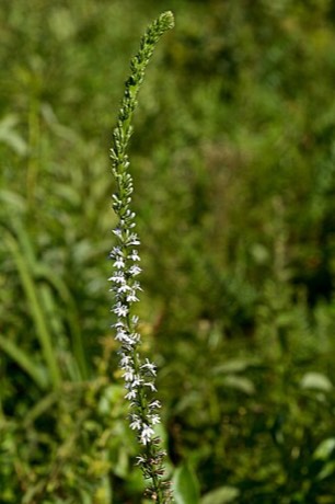 Pale Spike Lobelia (Lobelia spicata)