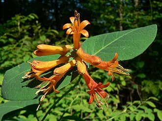Orange Honeysuckle (Lonicera ciliosa)