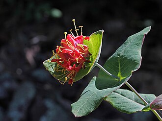 Wild Honeysuckle (Lonicera dioica)