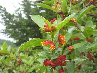 Twinberry Honeysuckle (Lonicera involucrata)
