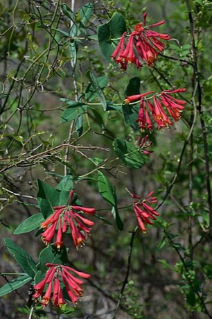 Coral Honeysuckle (Lonicera sempervirens)