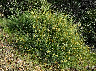 Deerweed (Lotus scoparius)