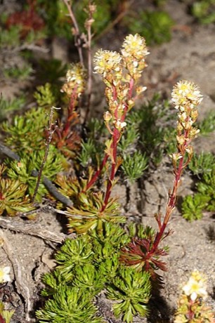Partridgefoot (Luetkea pectinata)