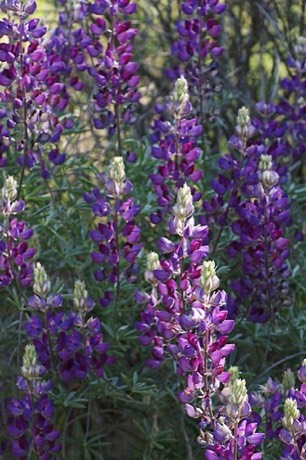 Silver Bush Lupine (Lupinus albifrons)