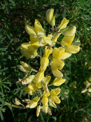 Yellow Bush Lupine (Lupinus arboreus)