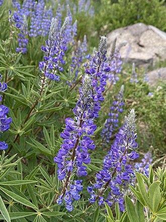 Silvery Lupine (Lupinus argenteus)