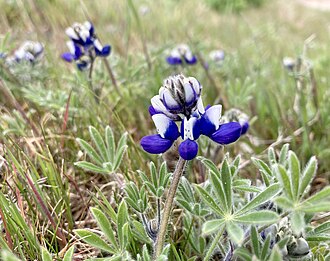 Miniature Lupine (Lupinus bicolor)