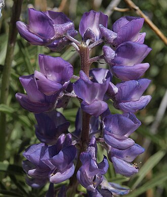 Tailcup Lupine (Lupinus caudatus)