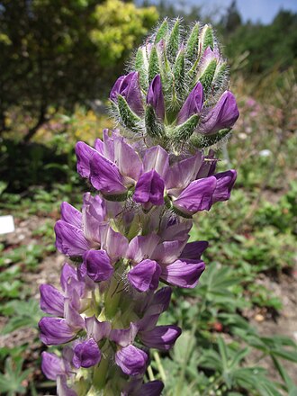 Whitewhorl Lupine (Lupinus densiflorus)