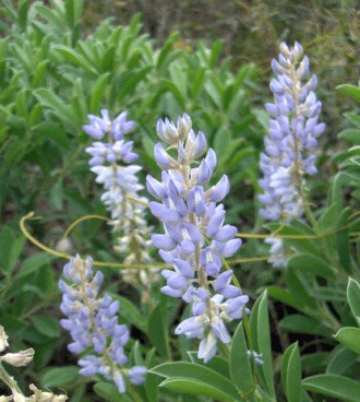 Sky-blue Lupine (Lupinus diffusus)