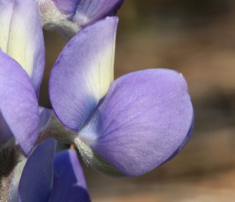 Sierra Lupine (Lupinus grayi)