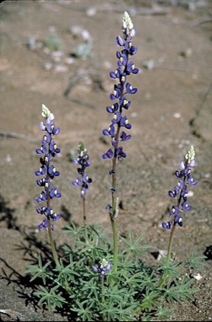 Big Bend Bluebonnet (Lupinus havardii)