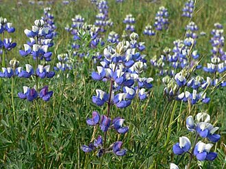 Sky Lupine (Lupinus nanus)