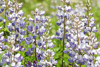 Wild Lupine (Lupinus perennis)
