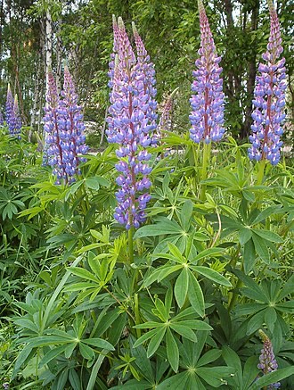 Bigleaf Lupine (Lupinus polyphyllus)