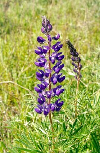 Silky Lupine (Lupinus sericeus)