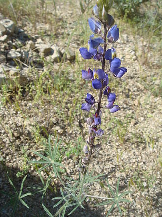 Desert Lupine (Lupinus sparsiflorus)