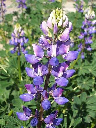 Arroyo Lupine (Lupinus succulentus)