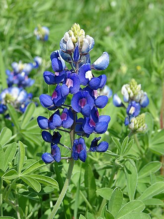 Texas Bluebonnet (Lupinus texensis)