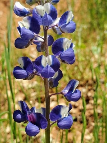 Valley Lupine (Lupinus vallicola)