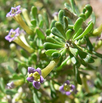 Anderson's Wolfberry (Lycium andersonii)