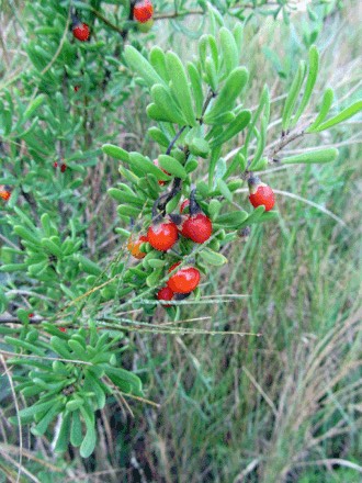 Carolina Wolfberry (Lycium carolinianum)