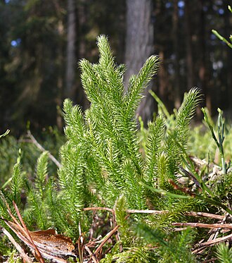 Staghorn Clubmoss (Lycopodium clavatum)