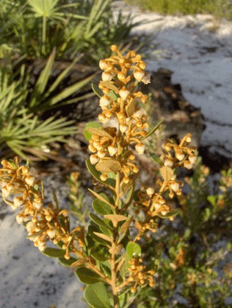 Rusty Staggerbush (Lyonia ferruginea)