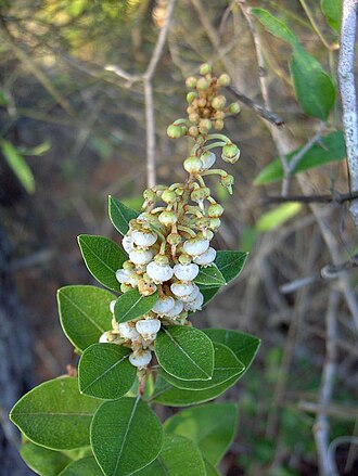 Coastal Staggerbush (Lyonia fruticosa)