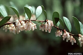 Fetterbush (Lyonia lucida)