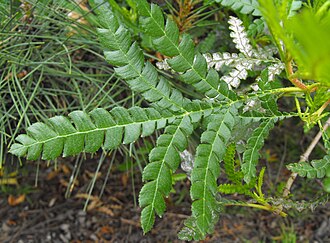 Catalina Ironwood (Lyonothamnus floribundus)