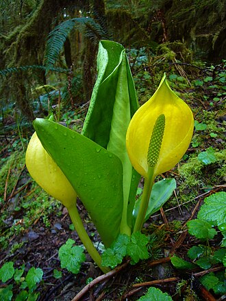 Western Skunk Cabbage (Lysichiton americanus)