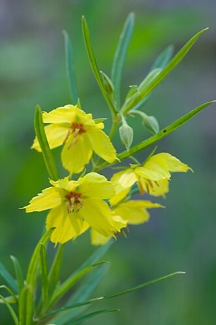 Four-flower Loosestrife (Lysimachia quadriflora)
