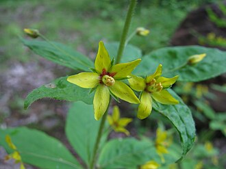 Whorled Loosestrife (Lysimachia quadrifolia)