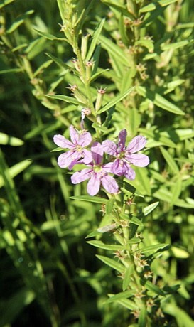 Winged Lythrum (Lythrum alatum)