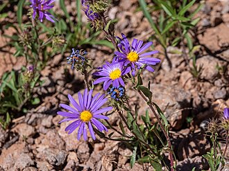 Bigelow's Tansyaster (Machaeranthera bigelovii)