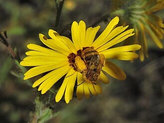Common Madia (Madia elegans)