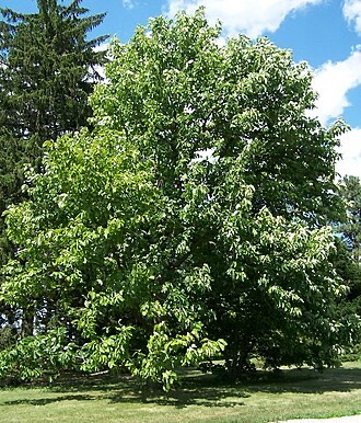 Cucumber Tree (Magnolia acuminata)