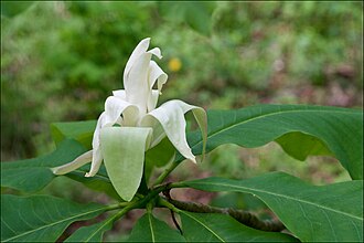 Umbrella Magnolia (Magnolia tripetala)