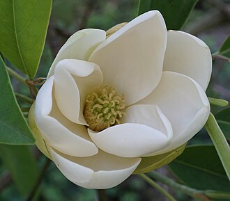 Sweetbay Magnolia (Magnolia virginiana)