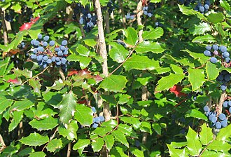 Tall Oregon Grape (Mahonia aquifolium)