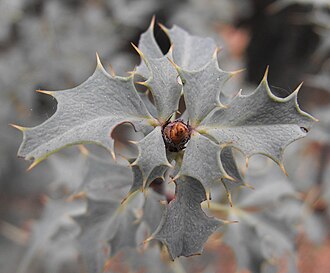 Red Barberry (Mahonia haematocarpa)