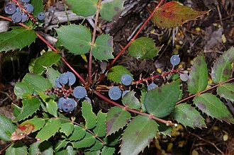 Cascade Oregon Grape (Mahonia nervosa)